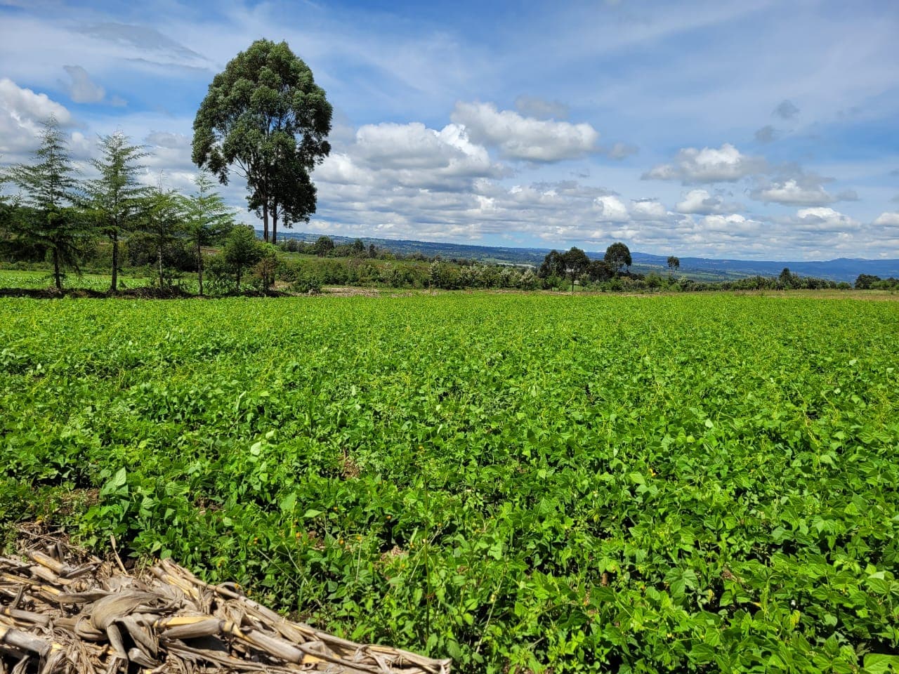 Why Investing in Njoro is Strategic, Nakuru County